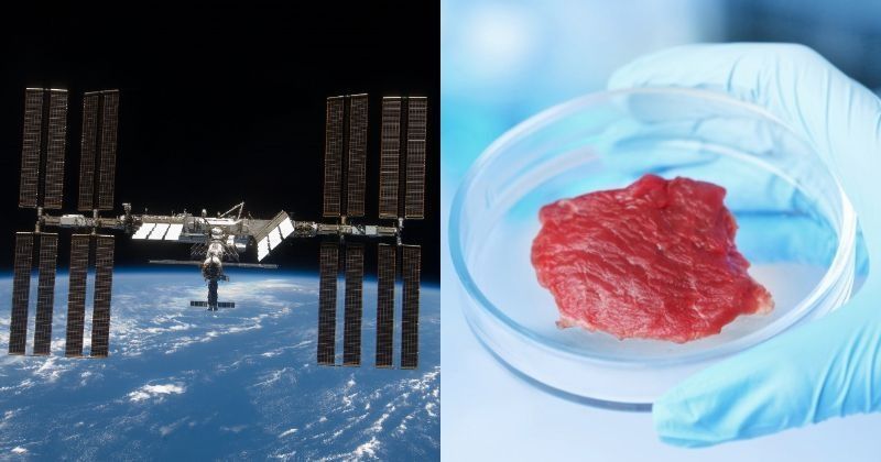 meat in space